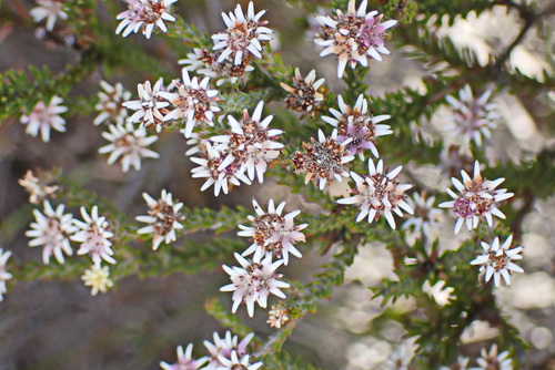 Staavia radiata (Staavia radiata)
