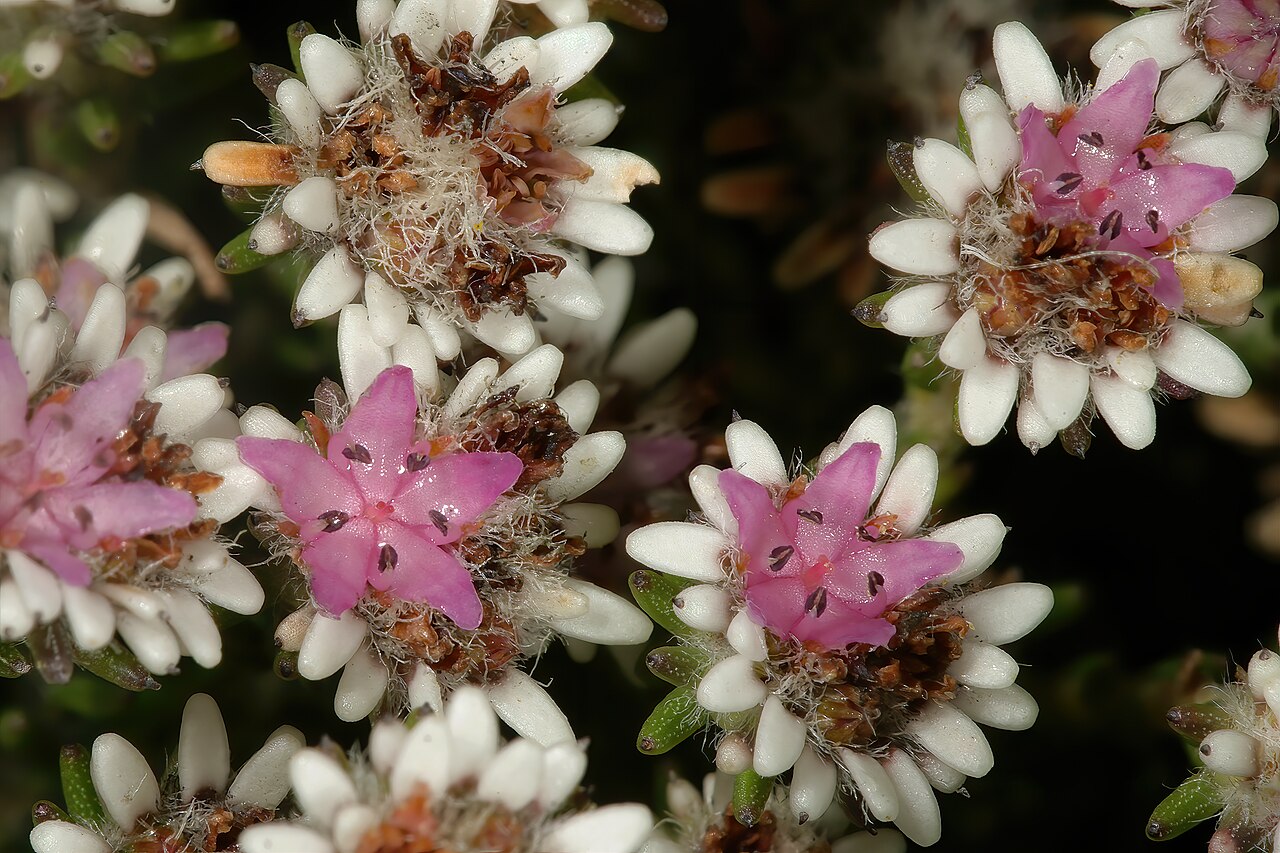 Staavia radiata: Staavia radiata , flowerheads; in fynbos, Cape Point Nature Reserve, Cape Town, Western Cape, South Africa