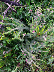Staavia radiata (Staavia radiata)