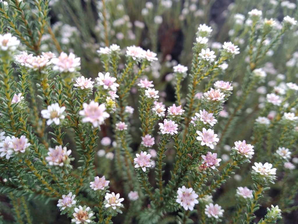 Staavia radiata (Staavia radiata)