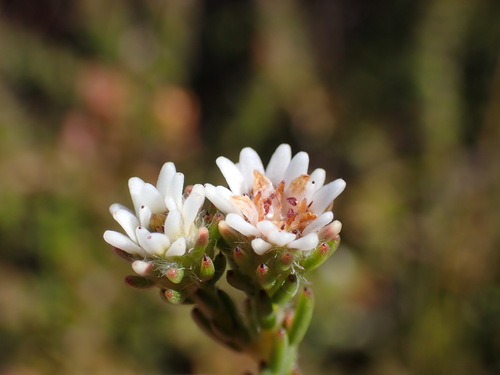 Staavia radiata (Staavia radiata)