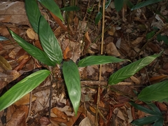 Stachyphrynium latifolium (Stachyphrynium latifolium)