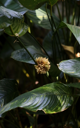 Stachyphrynium placentarium (Stachyphrynium placentarium)