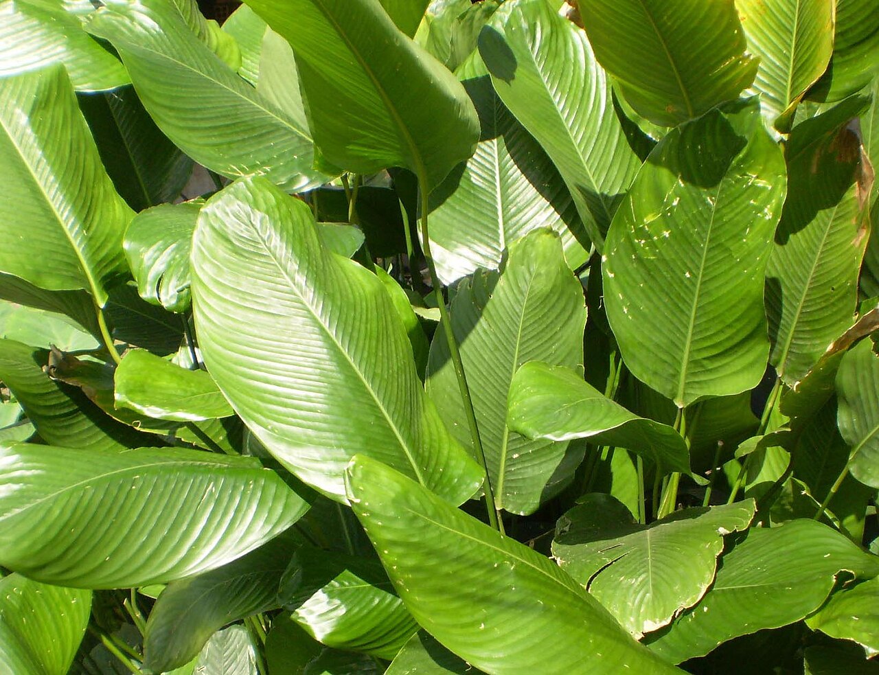 Stachyphrynium placentarium: Leaves of Phrynium placentarium