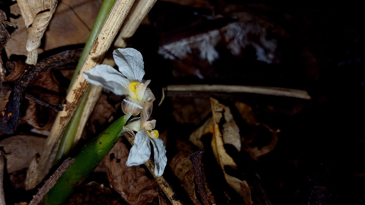 Stachyphrynium spicatum: Stachyphrynium spicatum