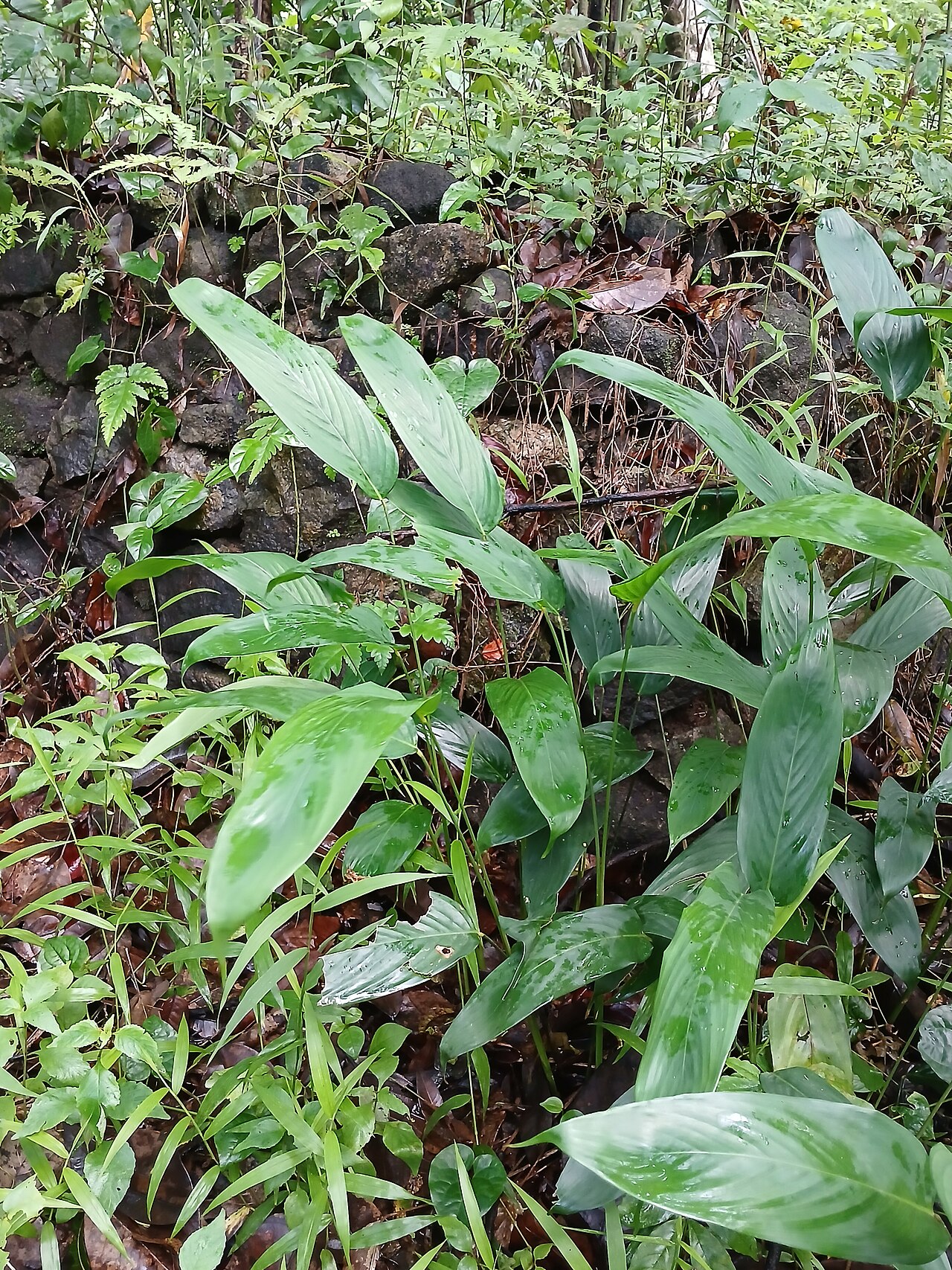 Stachyphrynium spicatum: Nativeplants Botanical Garden