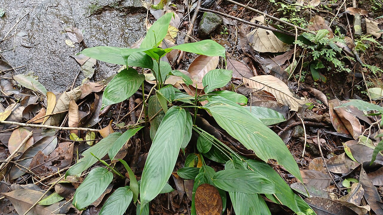 Stachyphrynium spicatum: Stachyphrynium spicatum