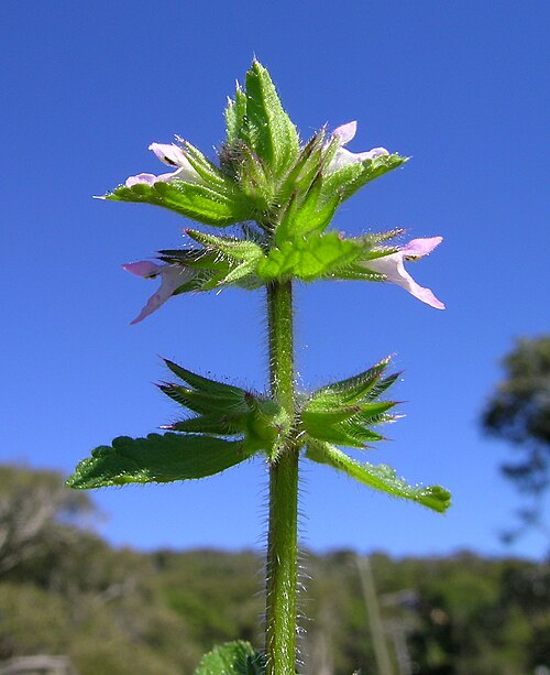 Staggerweed: Introduced, cool-season, annual, erect herb to 35 cm tall. Stems are hairy. Leaves are stalked, opposite, 1-4 cm long, broad and deeply veined, with rounded tee