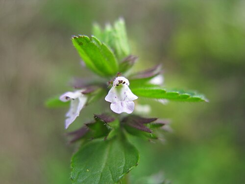 Staggerweed: Introduced, cool-season, annual, erect herb to 35 cm tall. Stems are hairy. Leaves are stalked, opposite, 1-4 cm long, broad and deeply veined, with rounded tee