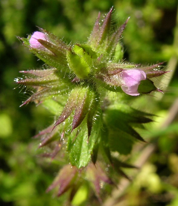 Staggerweed: Introduced, cool-season, annual, erect herb to 35 cm tall. Stems are hairy. Leaves are stalked, opposite, 1-4 cm long, broad and deeply veined, with rounded tee