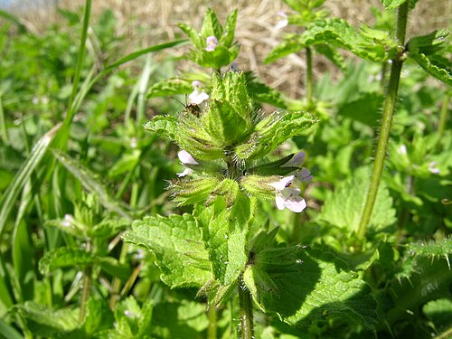 Staggerweed: Introduced, cool-season, annual, erect herb to 35 cm tall. Stems are hairy. Leaves are stalked, opposite, 1-4 cm long, broad and deeply veined, with rounded tee