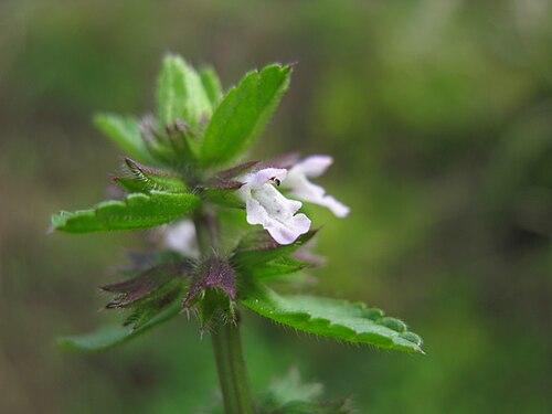 Staggerweed: Introduced, cool-season, annual, erect herb to 35 cm tall. Stems are hairy. Leaves are stalked, opposite, 1-4 cm long, broad and deeply veined, with rounded tee