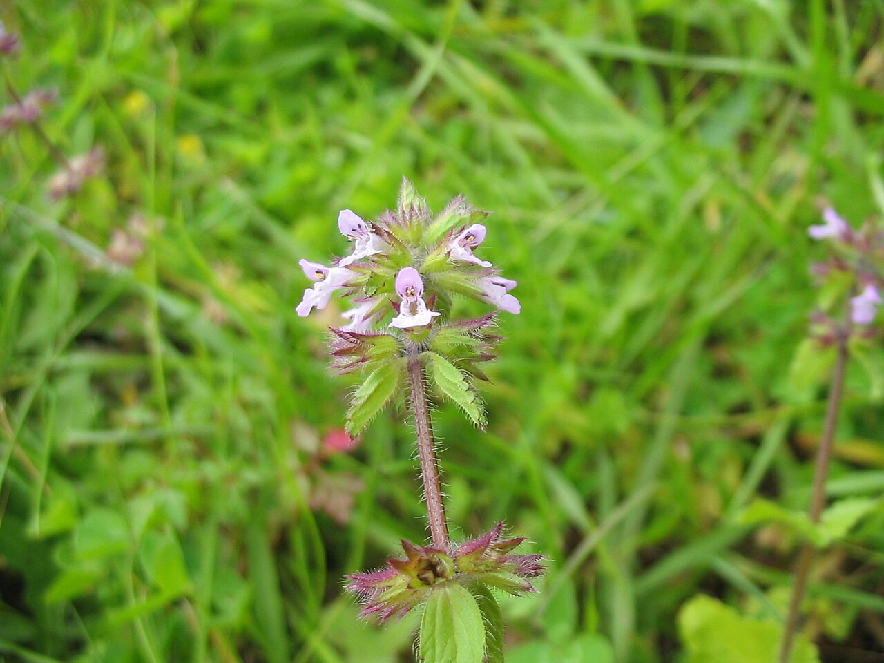 Staggerweed: Stachys arvensis on Sao Jorge, Azores