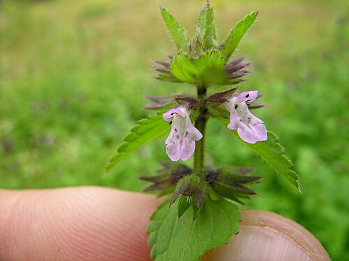 Staggerweed: Introduced, cool-season, annual, erect herb to 35 cm tall. Stems are hairy. Leaves are stalked, opposite, 1-4 cm long, broad and deeply veined, with rounded tee
