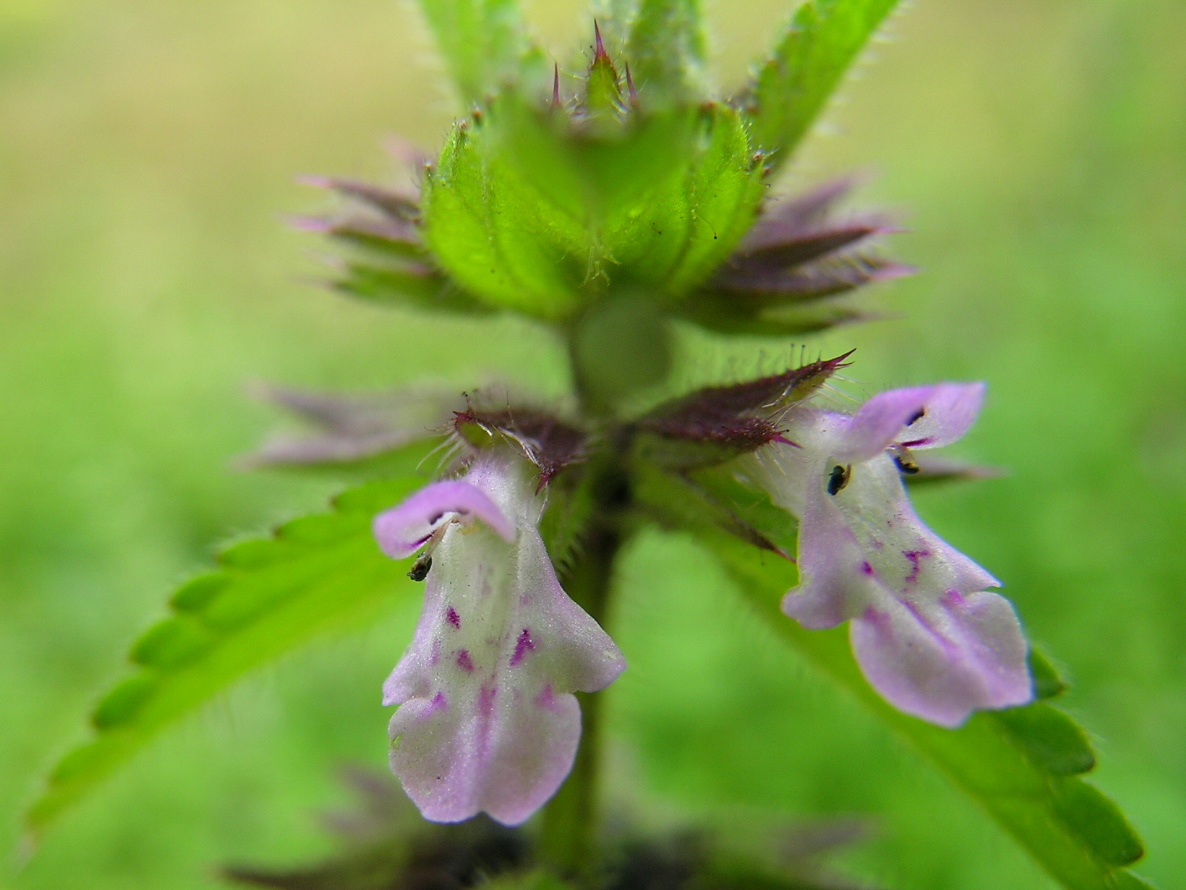 Staggerweed: Introduced, cool-season, annual, erect herb to 35 cm tall. Stems are hairy. Leaves are stalked, opposite, 1-4 cm long, broad and deeply veined, with rounded tee