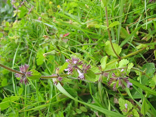 Staggerweed: Stachys arvensis on Sao Jorge, Azores