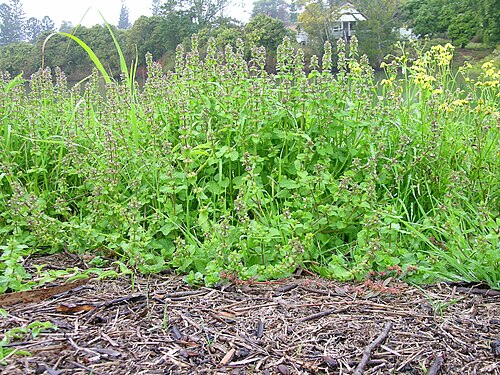 Staggerweed: Introduced, cool-season, annual, erect herb to 35 cm tall. Stems are hairy. Leaves are stalked, opposite, 1-4 cm long, broad and deeply veined, with rounded tee