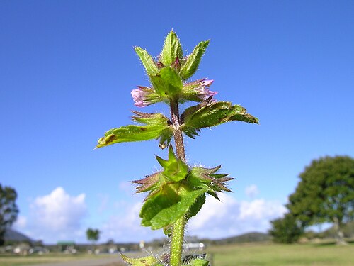 Staggerweed: Introduced, cool-season, annual, erect herb to 35 cm tall. Stems are hairy. Leaves are stalked, opposite, 1-4 cm long, broad and deeply veined, with rounded tee