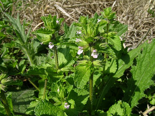 Staggerweed: Introduced, cool-season, annual, erect herb to 35 cm tall. Stems are hairy. Leaves are stalked, opposite, 1-4 cm long, broad and deeply veined, with rounded tee