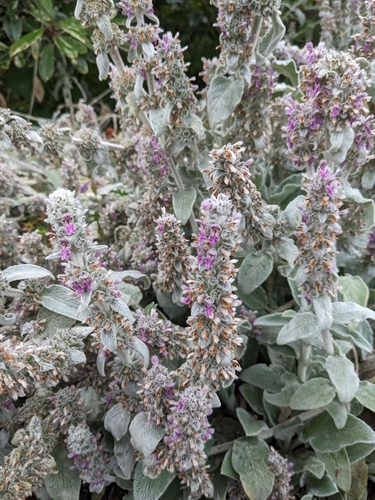Woolly hedgenettle (Stachys byzantina)