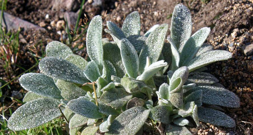 Woolly hedgenettle: (Vermutlich) Wollziest ( Stachys byzantina ) auf dem Brocken. Zwei Fotos zeigen dieselbe Pflanze: 1 , 2 . Bei der Diskussion der Fotos auf WP:Red. Bio gab der F