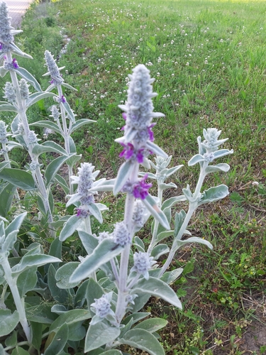 Woolly hedgenettle (Stachys byzantina)