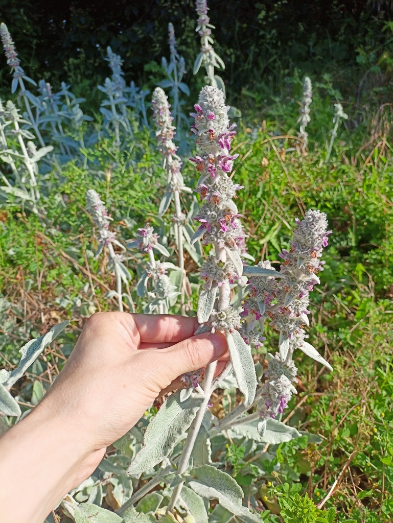 Woolly hedgenettle (Stachys byzantina)