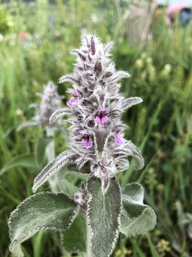 Woolly hedgenettle (Stachys byzantina)