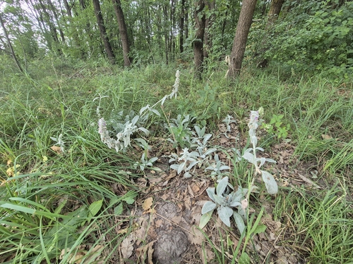 Woolly hedgenettle (Stachys byzantina)