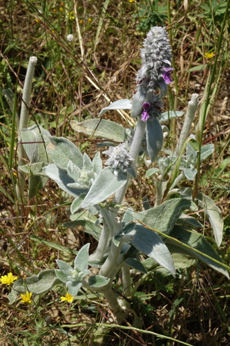 Woolly hedgenettle (Stachys byzantina)