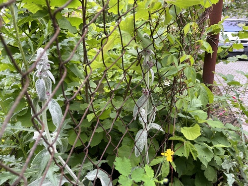 Woolly hedgenettle (Stachys byzantina)