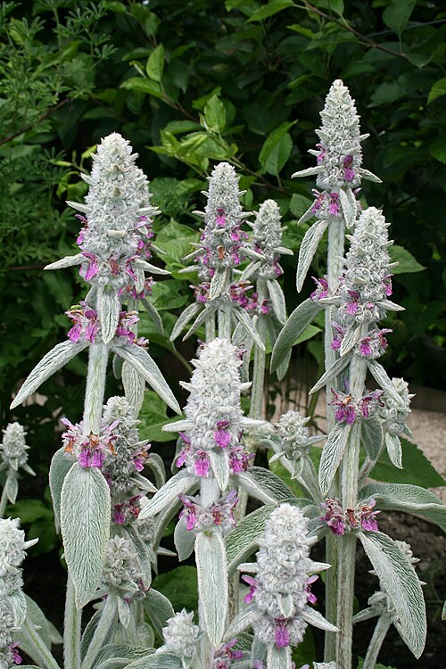 Woolly hedgenettle: Lamb's Ear