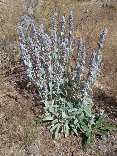 Woolly hedgenettle (Stachys byzantina)