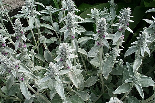 Woolly hedgenettle: Lamb's Ear