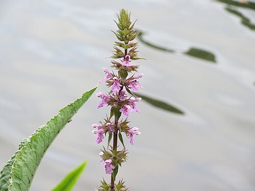 Marsh hedgenettle: Sumpf-Ziest ( Stachys palustris ) an der Saar in Saarbrücken