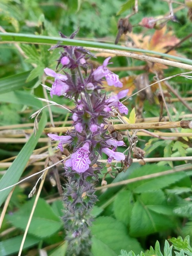Marsh hedgenettle (Stachys palustris)