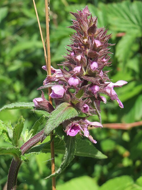 Marsh hedgenettle: Sumpf-Ziest ( Stachys palustris ) am Rhein im Landschaftsschutzgebiet Hockenheimer Rheinbogen