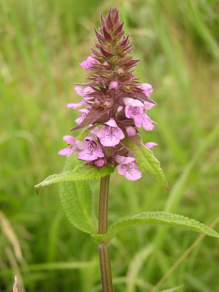 Marsh hedgenettle: Stachys palustris am Bonner Rheinufer