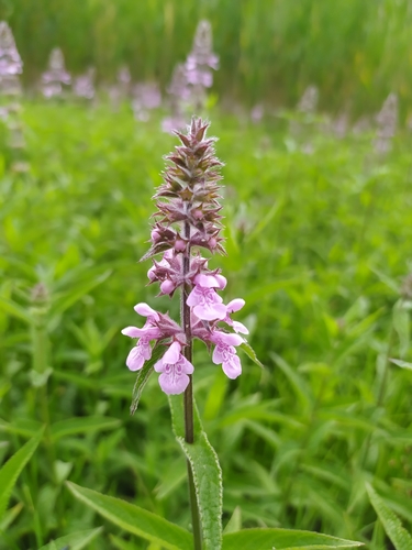 Marsh hedgenettle (Stachys palustris)