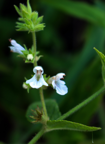 Marsh hedgenettle (Stachys palustris)
