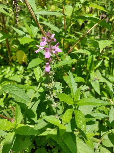 Marsh hedgenettle (Stachys palustris)