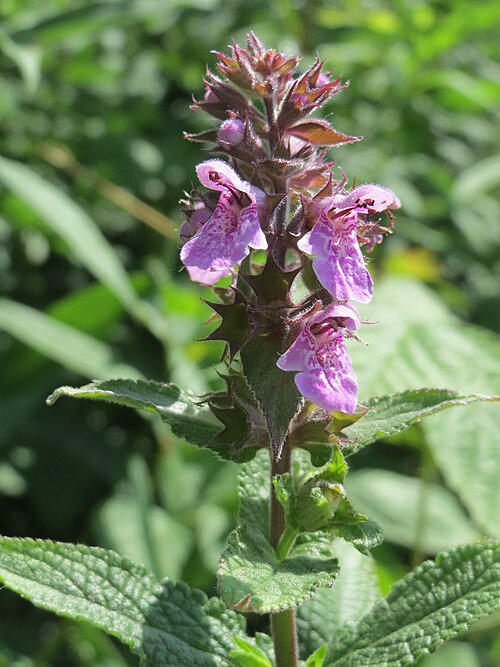 Marsh hedgenettle: Sumpf-Ziest ( Stachys palustris ) am Rhein im Landschaftsschutzgebiet Hockenheimer Rheinbogen