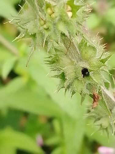 Marsh hedgenettle