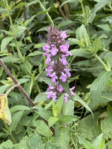Marsh hedgenettle (Stachys palustris)