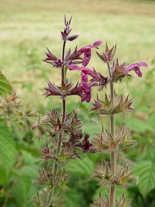 Marsh hedgenettle: Sumpf-Ziest ( Stachys palustris ) im Naturschutzgebiet Oder