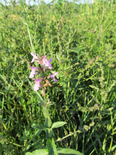 Marsh hedgenettle (Stachys palustris)