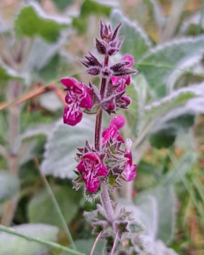 Whitespot