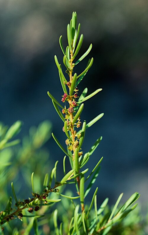 Stachystemon axillaris: Stachystemon axillaris in Kings Park Botanic Gardens, Perth, Western Australia