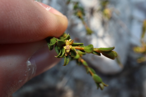 Stachystemon mucronatus (Stachystemon mucronatus)