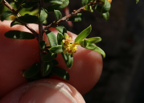 Stachystemon mucronatus (Stachystemon mucronatus)